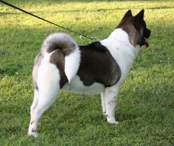 Medium Photo #1 Akita Puppy For Sale in STRAFFORD, MO, USA