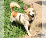 Small #6 Jack Russell Terrier Mix