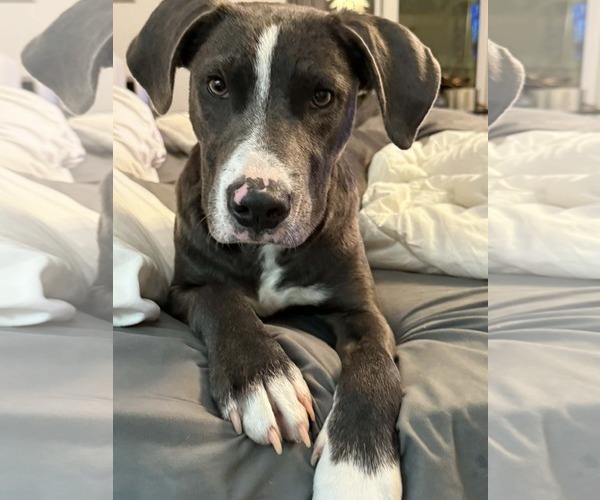 Medium Photo #5 Labrador Retriever-Unknown Mix Puppy For Sale in Alexander, AR, USA