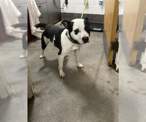 Mutt Dogs for adoption in Forestville, MD, USA