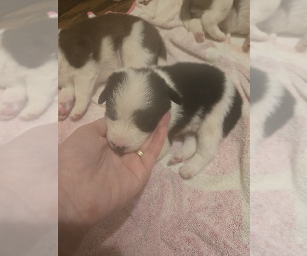 Medium Photo #2 Border Collie Puppy For Sale in LEBANON, MO, USA