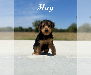 Airedale Terrier Puppy for sale in JOSHUA, TX, USA