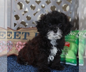 ShihPoo Puppy for sale in MOUNT VERNON, OH, USA