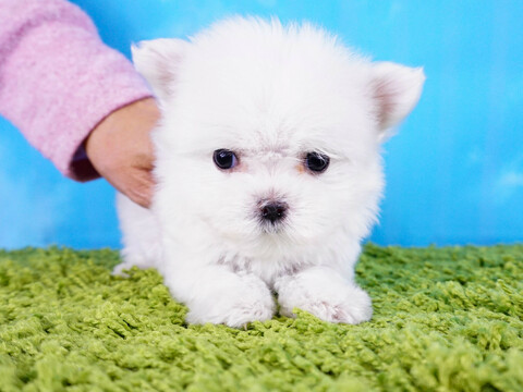 Medium Photo #5 Maltese Puppy For Sale in LAS VEGAS, NV, USA