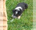Small Photo #4 Texas Heeler Puppy For Sale in GRETNA, VA, USA