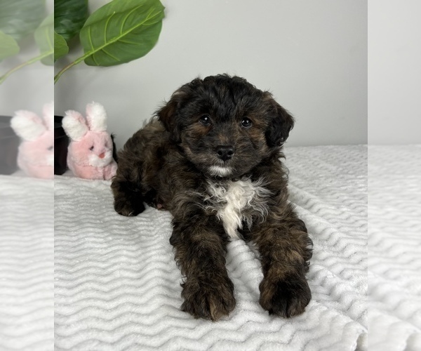 Medium Photo #4 Aussiedoodle Miniature  Puppy For Sale in FRANKLIN, IN, USA