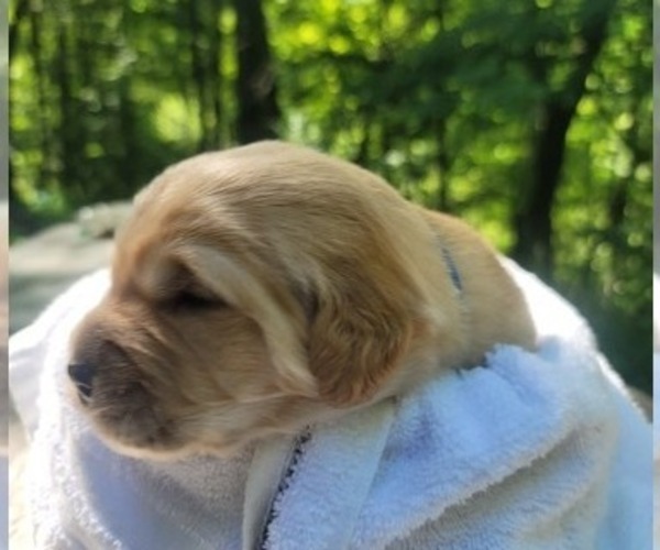 Medium Photo #17 Golden Retriever Puppy For Sale in ROCKFORD, MI, USA