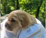 Small #16 Golden Retriever