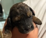 Puppy Pup10 Honeybun Bernedoodle