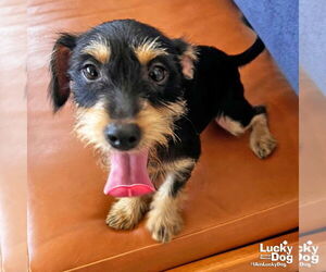 Mutt Dogs for adoption in Washington, DC, USA