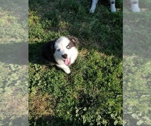 Australian Shepherd Puppy for sale in WILLIAMSBURG, CO, USA