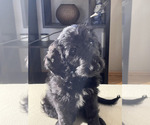 Small Photo #8 Goldendoodle Puppy For Sale in GIG HARBOR, WA, USA