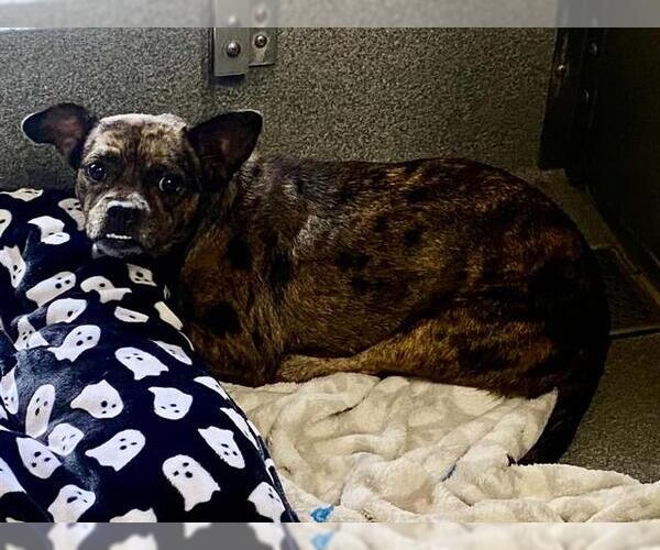 Medium Photo #1 French Bull Weiner Puppy For Sale in Orange, CA, USA