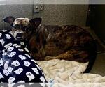 JACKIE - Female French Bull Weiner Dog for Adoption - Small photo