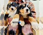 Small Photo #1 Bernese Mountain Dog Puppy For Sale in VISALIA, CA, USA