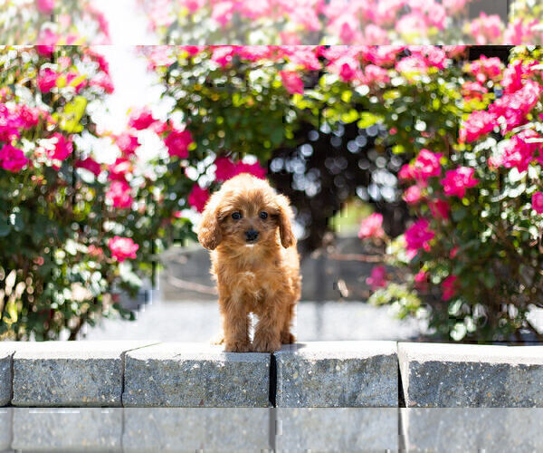 Medium Photo #6 Cavapoo Puppy For Sale in WARSAW, IN, USA