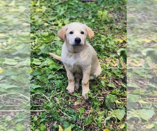 Medium Photo #2 Labrenees Puppy For Sale in New London, WI, USA