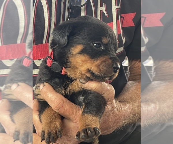 Medium Photo #9 Rottweiler Puppy For Sale in DESERT HILLS, AZ, USA