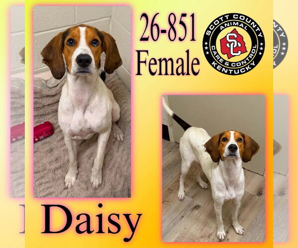 Medium Photo #1 American Foxhound-Unknown Mix Puppy For Sale in Georgetown, KY, USA