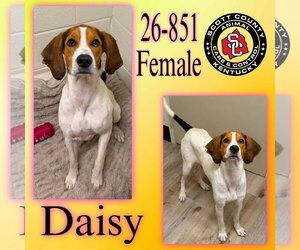 American Foxhound-Unknown Mix Dogs for adoption in Georgetown, KY, USA