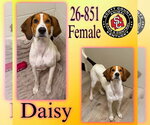 Small American Foxhound Mix