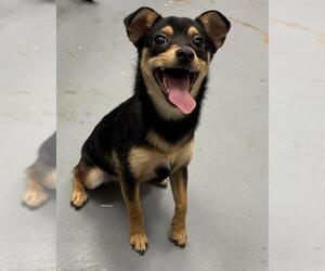 Chihuahua-Unknown Mix Dogs for adoption in Peoria, IL, USA