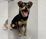 Small Chihuahua Mix