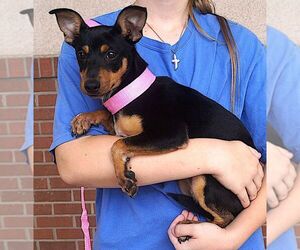 Miniature Pinscher-Unknown Mix Dogs for adoption in Carrollton, TX, USA
