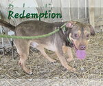 Small #3 American Staffordshire Terrier Mix