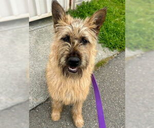 Irish Terrier-Unknown Mix Dogs for adoption in McKinleyville, CA, USA