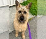 Small Irish Terrier Mix