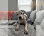 Small #4 Mutt