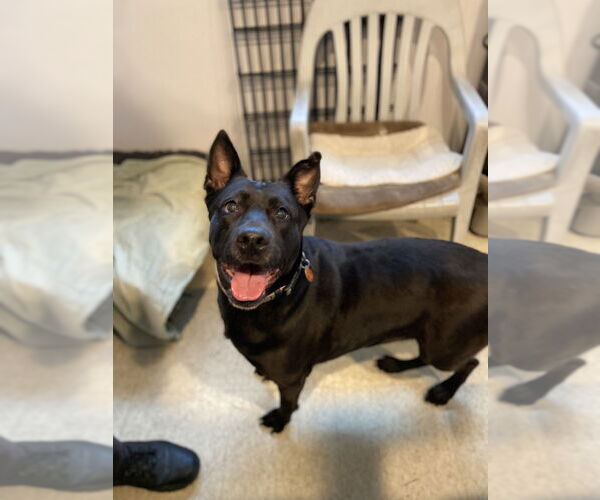 Medium Photo #3 Shepradors Puppy For Sale in Brewster, NY, USA