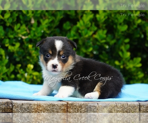 Full screen Photo #1 Pembroke Welsh Corgi Puppy For Sale in CRESTVIEW, FL, USA