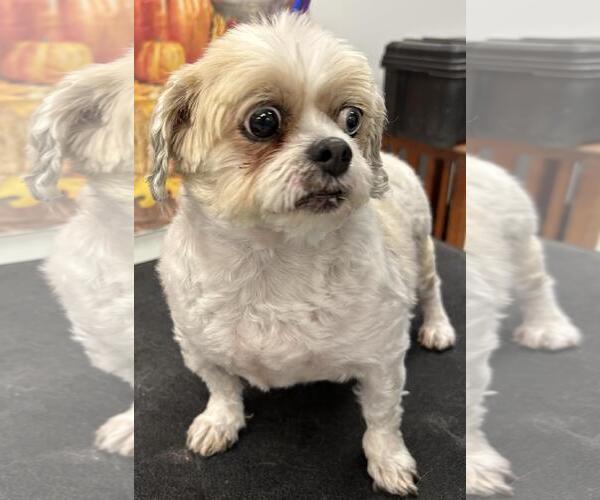 Medium Photo #1 Shih Tzu Puppy For Sale in Westminster, MD, USA