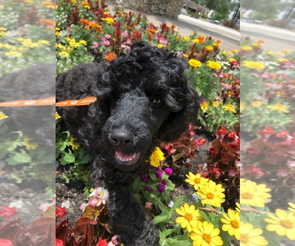 Medium Photo #14 Poodle (Standard) Puppy For Sale in LADY LAKE, FL, USA