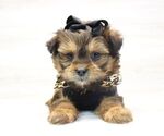 Small Photo #5 Shorkie Tzu Puppy For Sale in LAS VEGAS, NV, USA