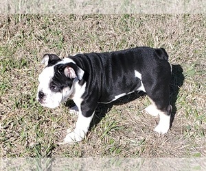 Bulldog Puppy for sale in MAGNOLIA, TX, USA