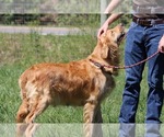 Small Photo #1 Golden Retriever Puppy For Sale in NEOLA, WV, USA