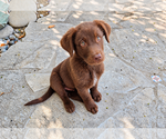 Small #2 Labrador Retriever Mix