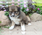 Small Photo #3 Australian Shepherd-Siberian Husky Mix Puppy For Sale in SHILOH, OH, USA