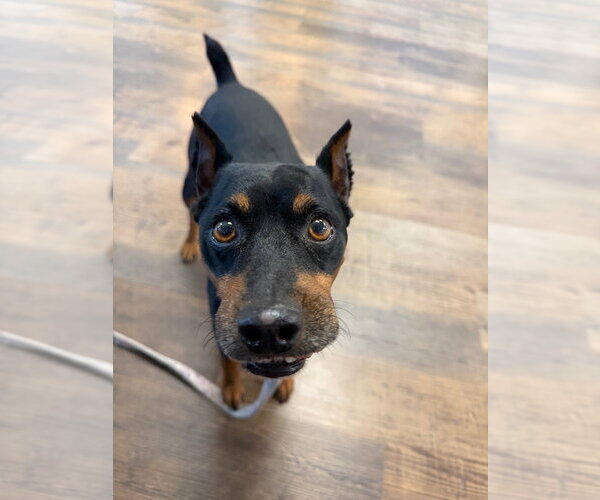 Medium Photo #4 Miniature Pinscher-Unknown Mix Puppy For Sale in Ellijay, GA, USA