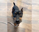Small #3 Miniature Pinscher Mix