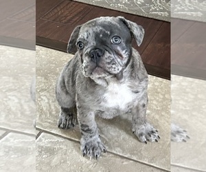 French Bulldog Puppy for sale in MODESTO, CA, USA