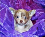 Puppy Mercury Chihuahua