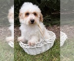 Image preview for Ad Listing. Nickname: Arlo