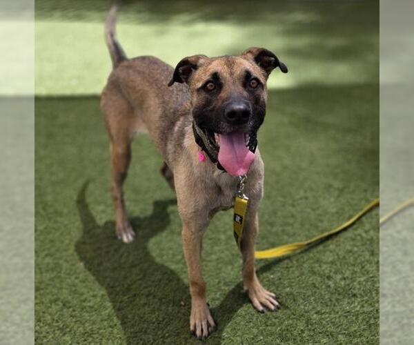 Medium Photo #1 Mutt Puppy For Sale in Las Vegas, NV, USA