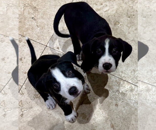 Medium Photo #4 Labrador Retriever Puppy For Sale in Boca Raton, FL, USA
