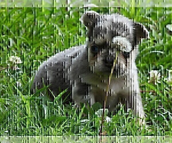 Medium Photo #7 French Bulldog Puppy For Sale in WEST PALM BEACH, FL, USA