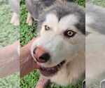 Small #3 Eurasier-Siberian Husky Mix